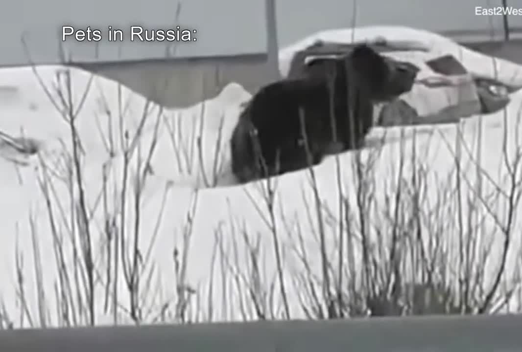 Pets in US vs Pets in Russia.. video meme
