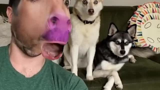 Dogs is scared to see her owner