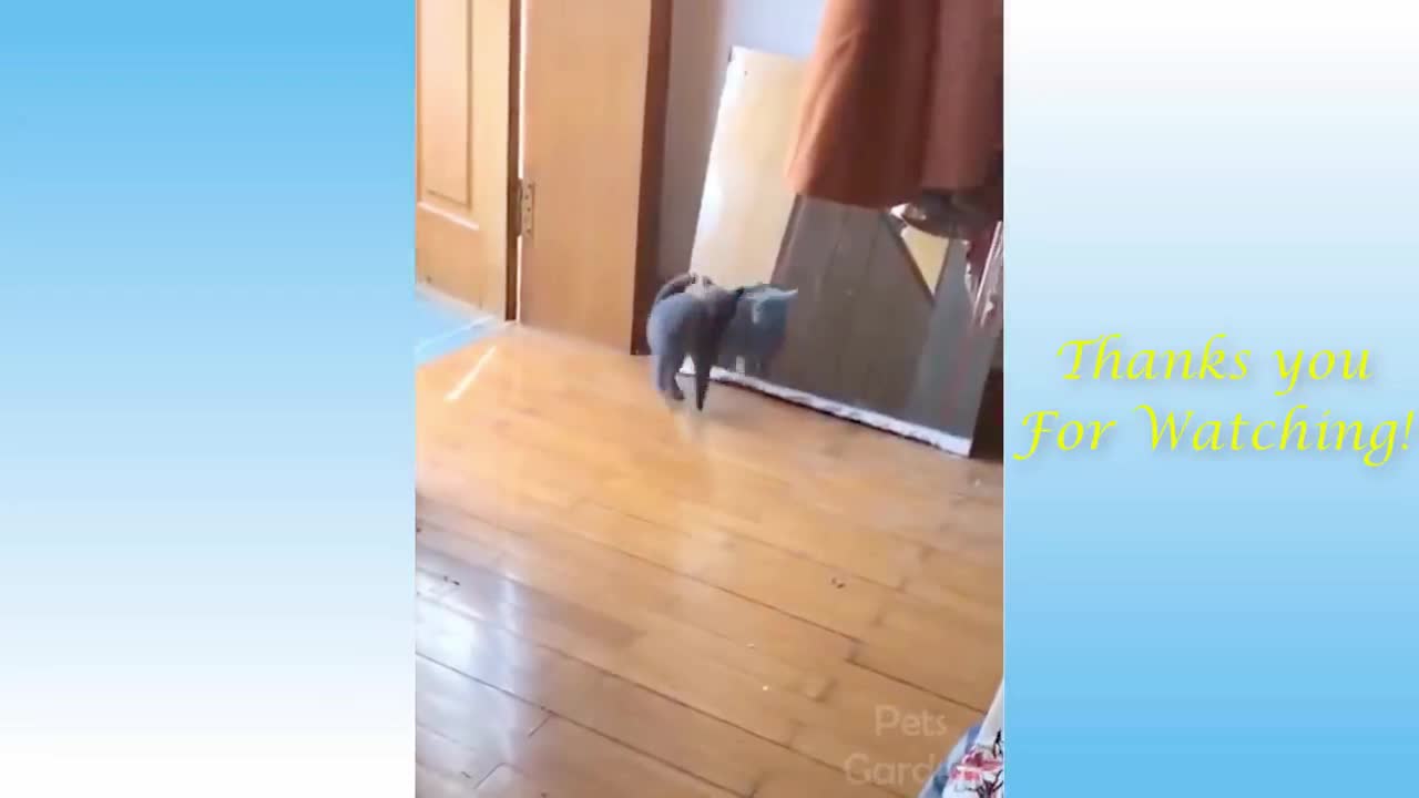 Funny cat video | Part -1