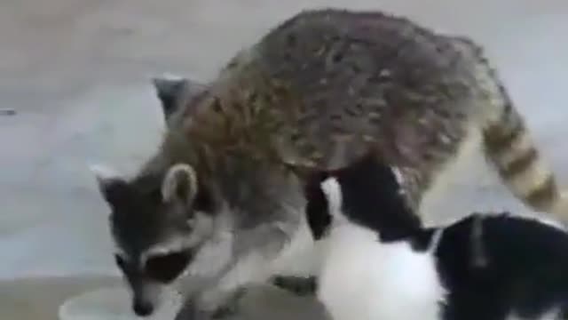 Gary from the local raccoon federation