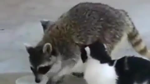 Gary from the local raccoon federation