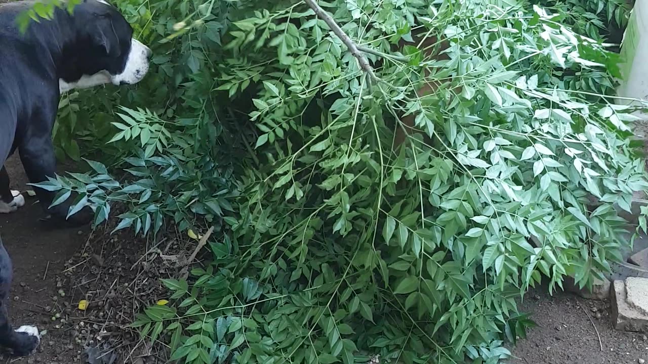 Pitbull emerging from the leaves.