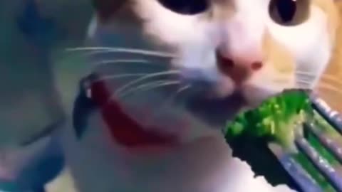 #watch #cat funny cat don't want to eat 🤮