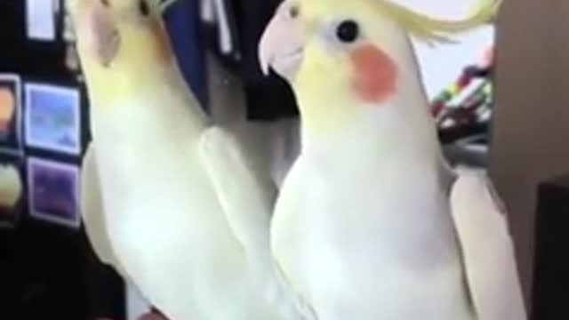 Hermoso Pajarito