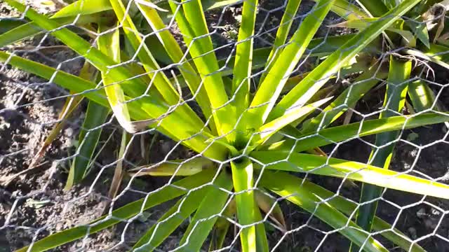 Finished cleaning our pineapple garden