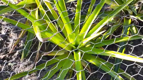 Finished cleaning our pineapple garden