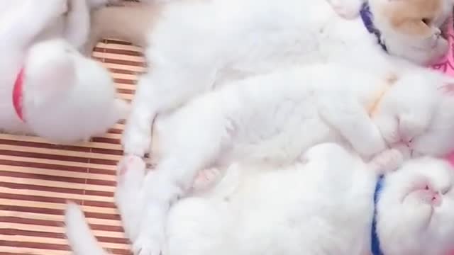 OMG So Cute Cats ♥ Best Funny Cat ❤️🐈Videos 2021 #shorts