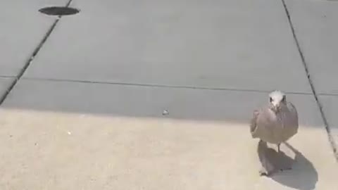 Seagull Steals Stuffed Toy Fish From Store and Runs Into the Street