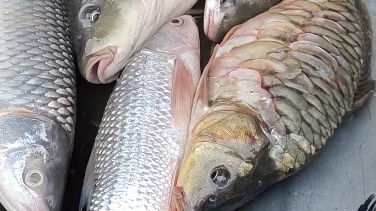 Beast Big Karfu Carp rohu and Tatkini Fish Video In Fish Market#shorts