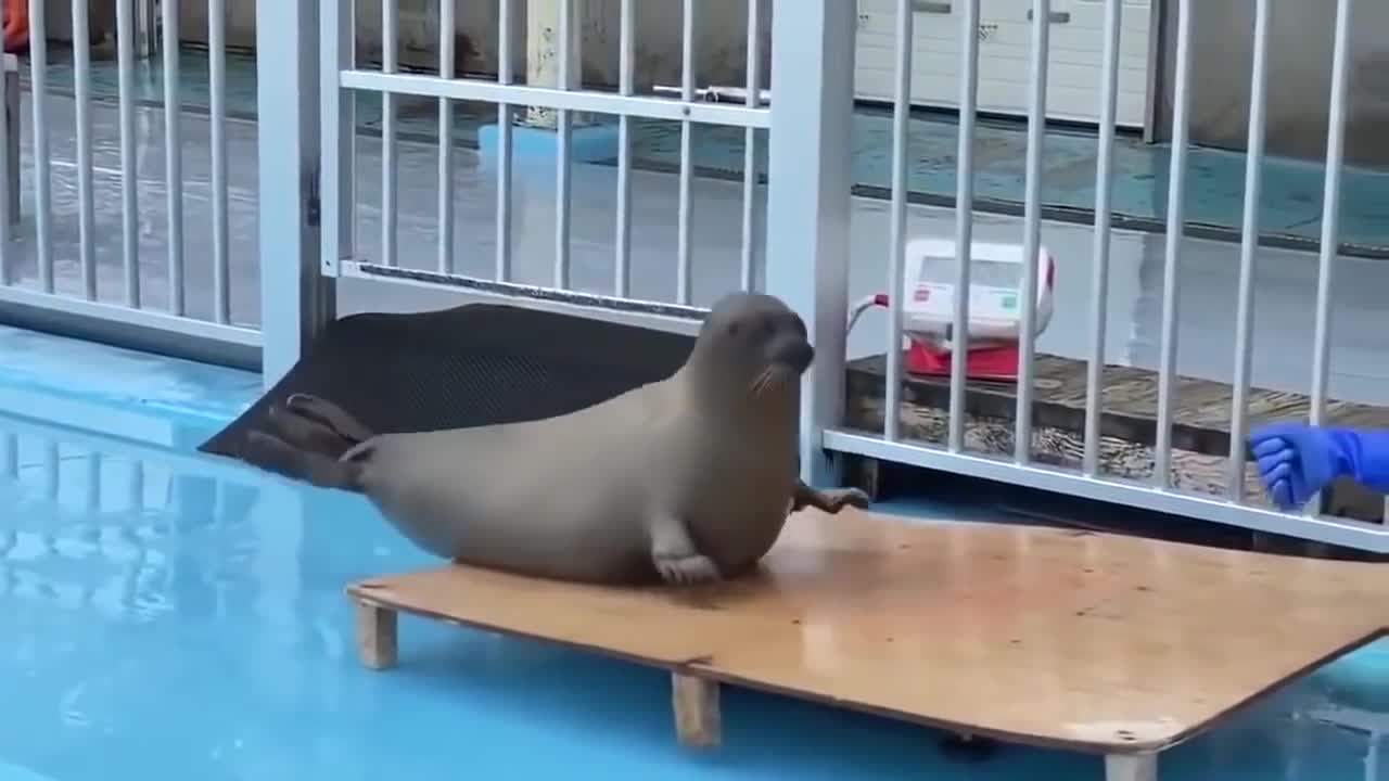 Weighing the seal