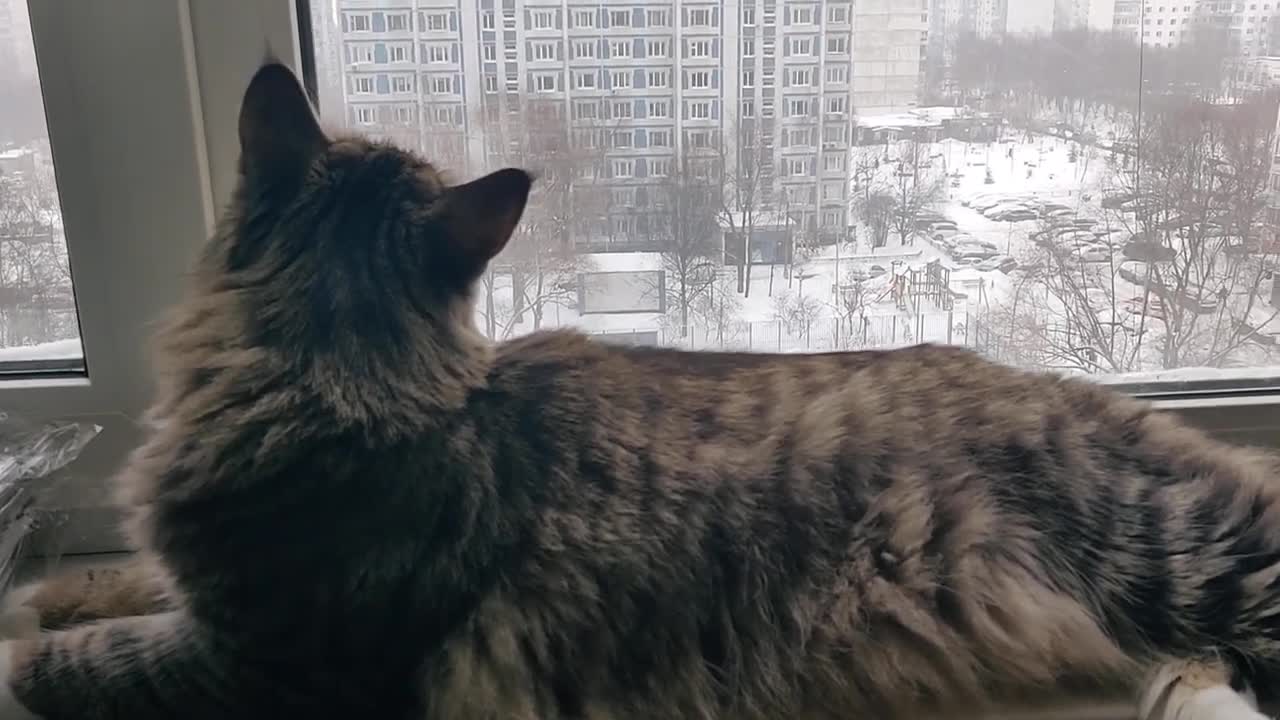 Norwegian Forest cat chirping