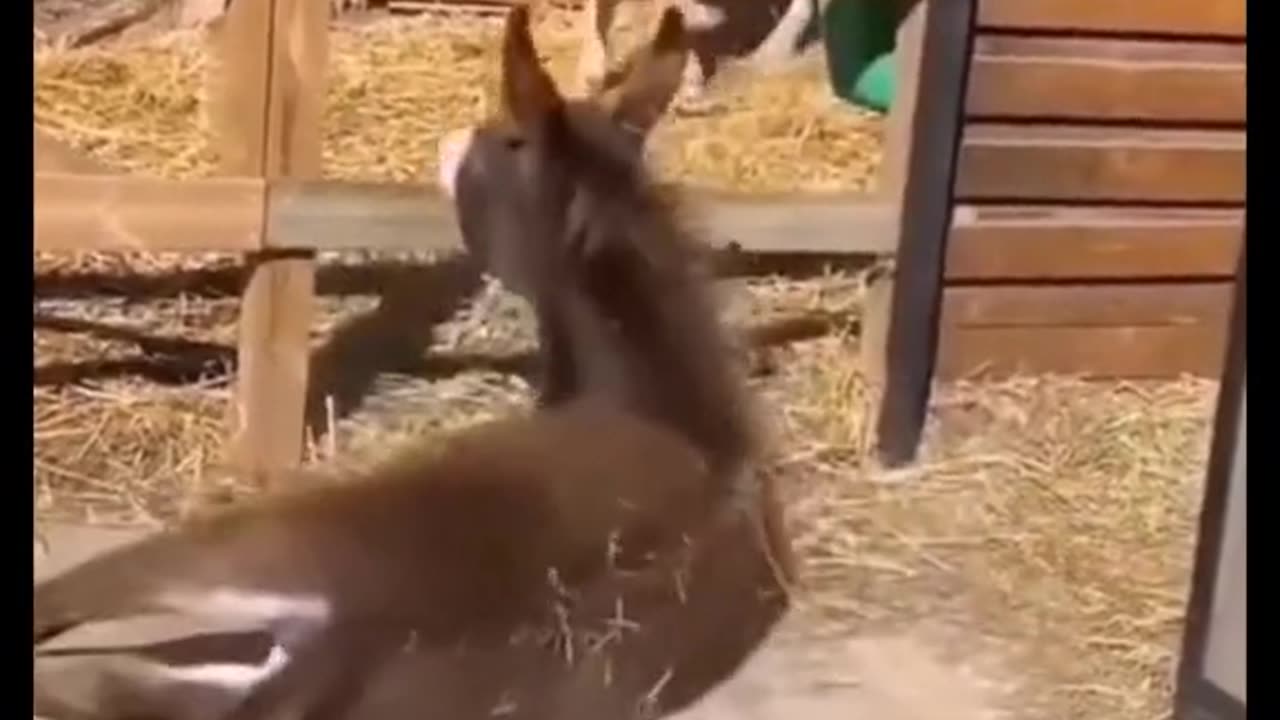 Animal