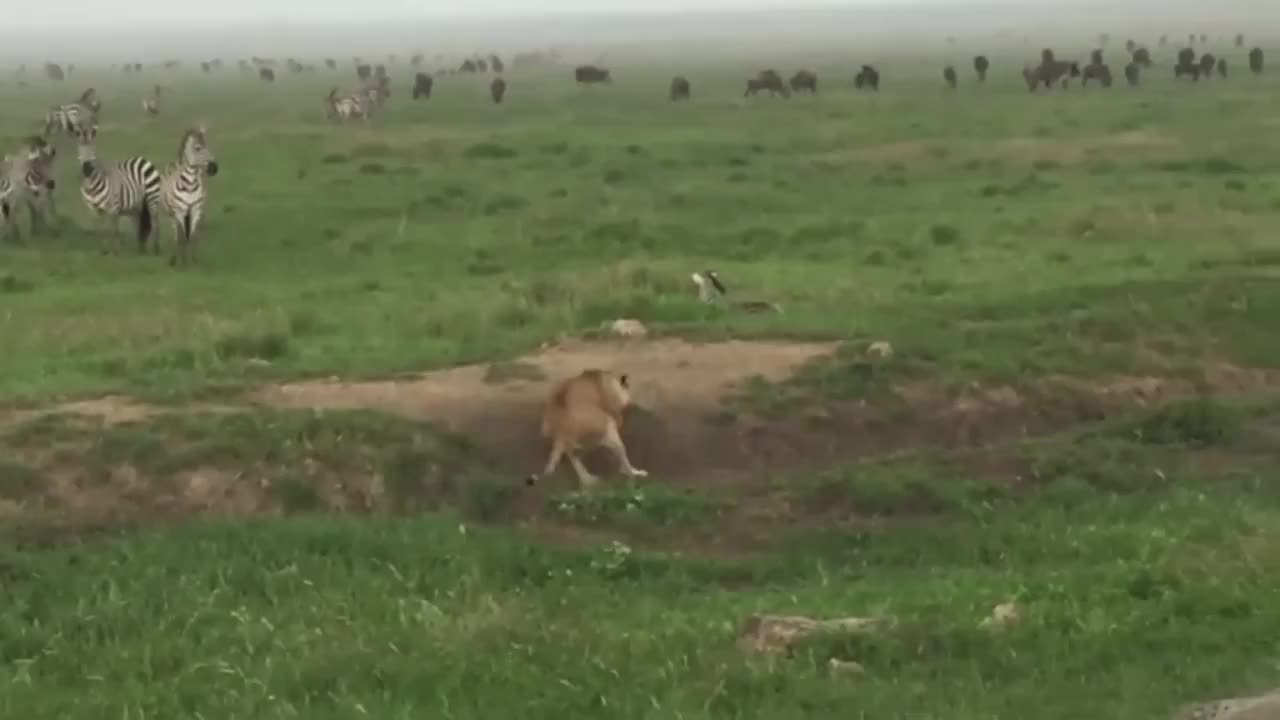 Lion Hunts A Baby Zebra