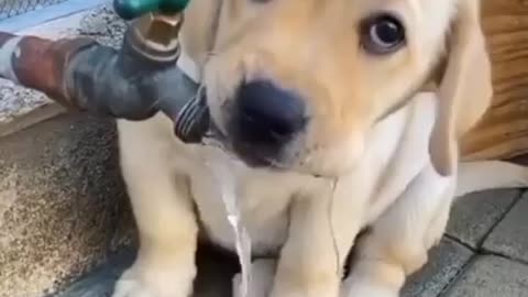 Dog drinking 🍸 water 💧 from tap || The beautiful moment 😍