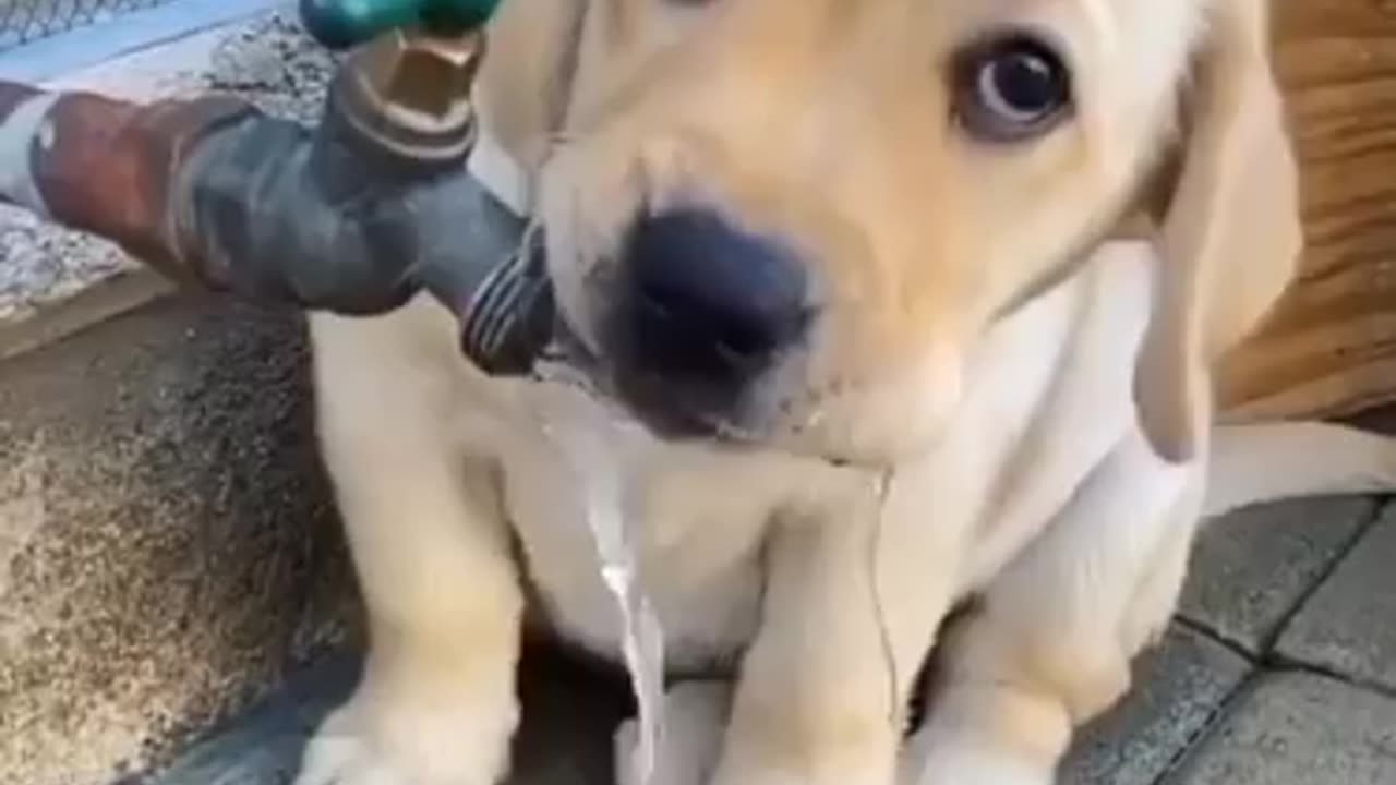 Dog drinking 🍸 water 💧 from tap || The beautiful moment 😍