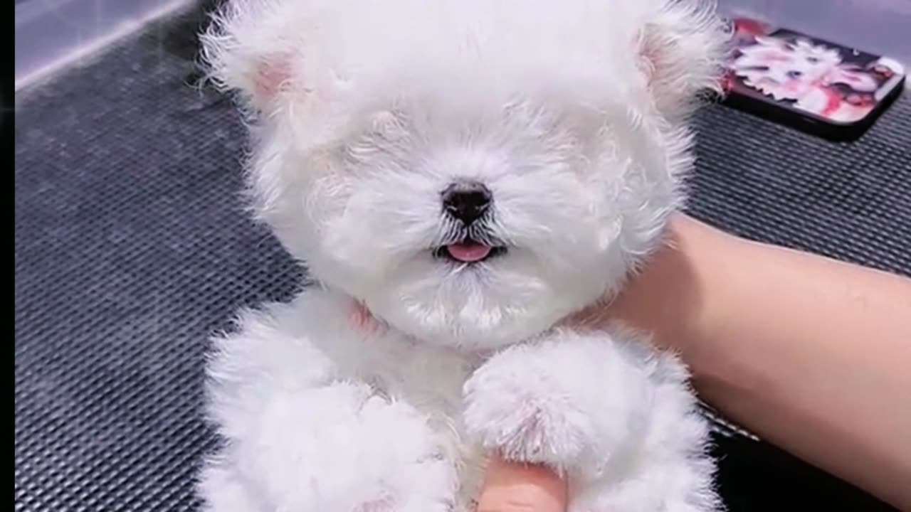 Help the cute puppy to cut eyelashes, its expression is very happy