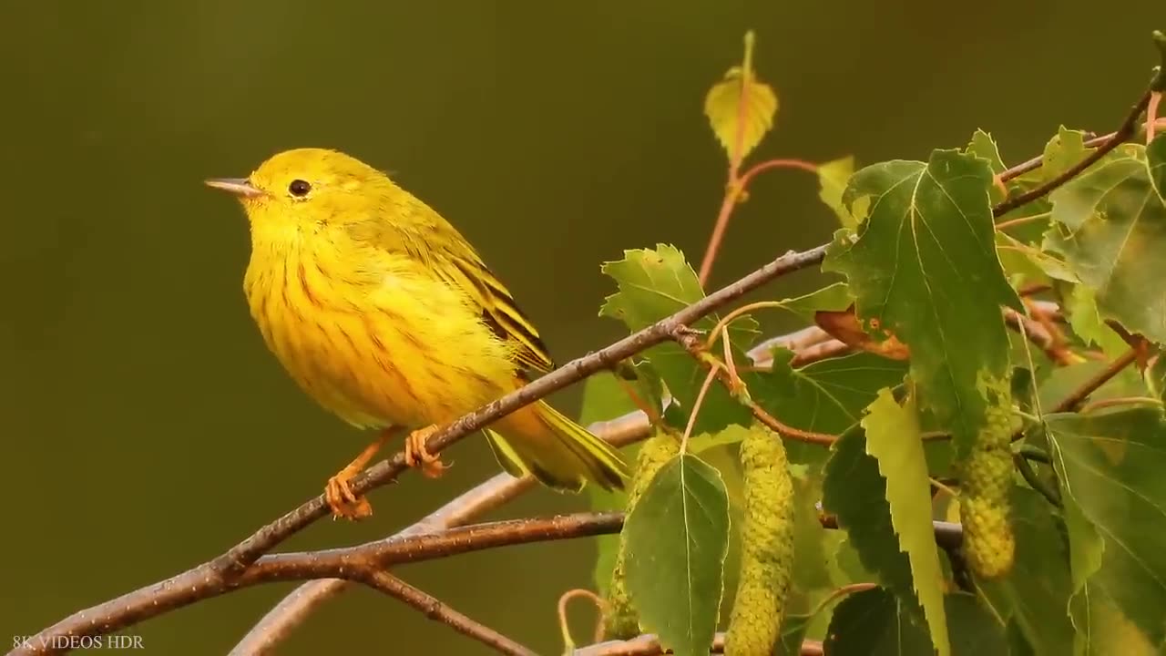 Beautiful small birds and their lovely sounds.