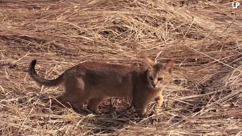 10 Biggest Cat Breeds