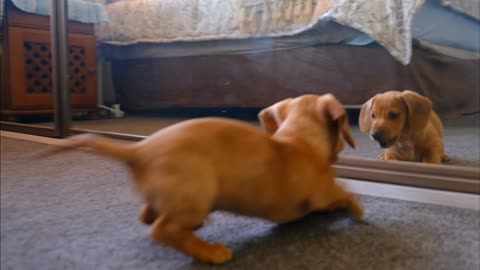 The dog is giddy with joy at the mirror