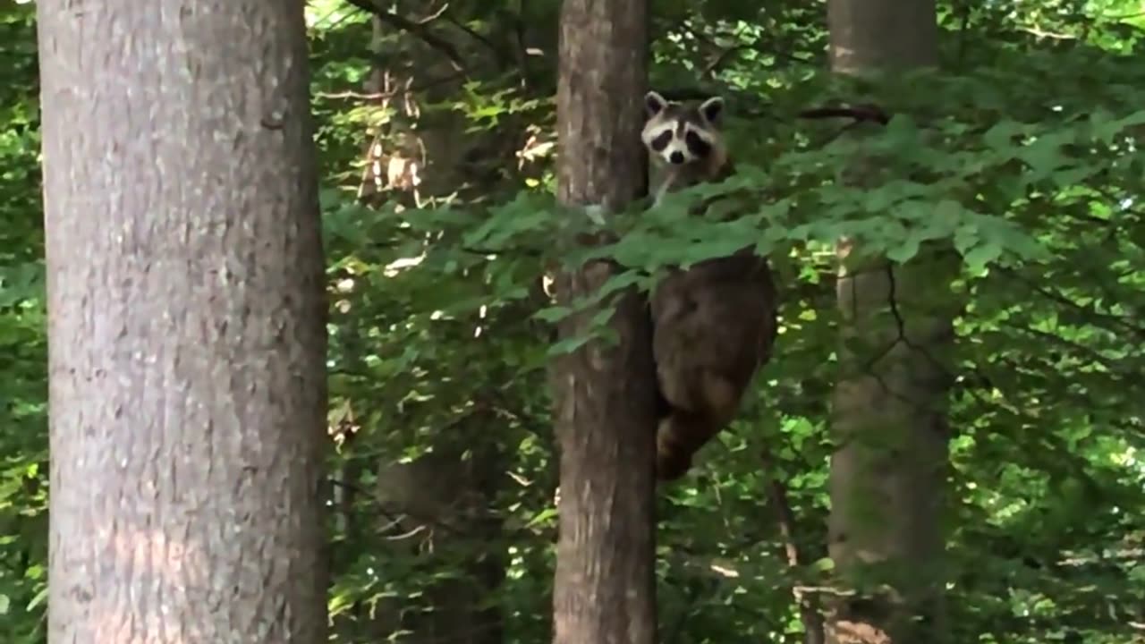 Where are raccoons native to?