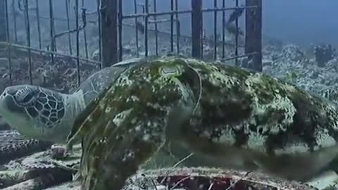 This is a beautiful and charming water-dwelling species