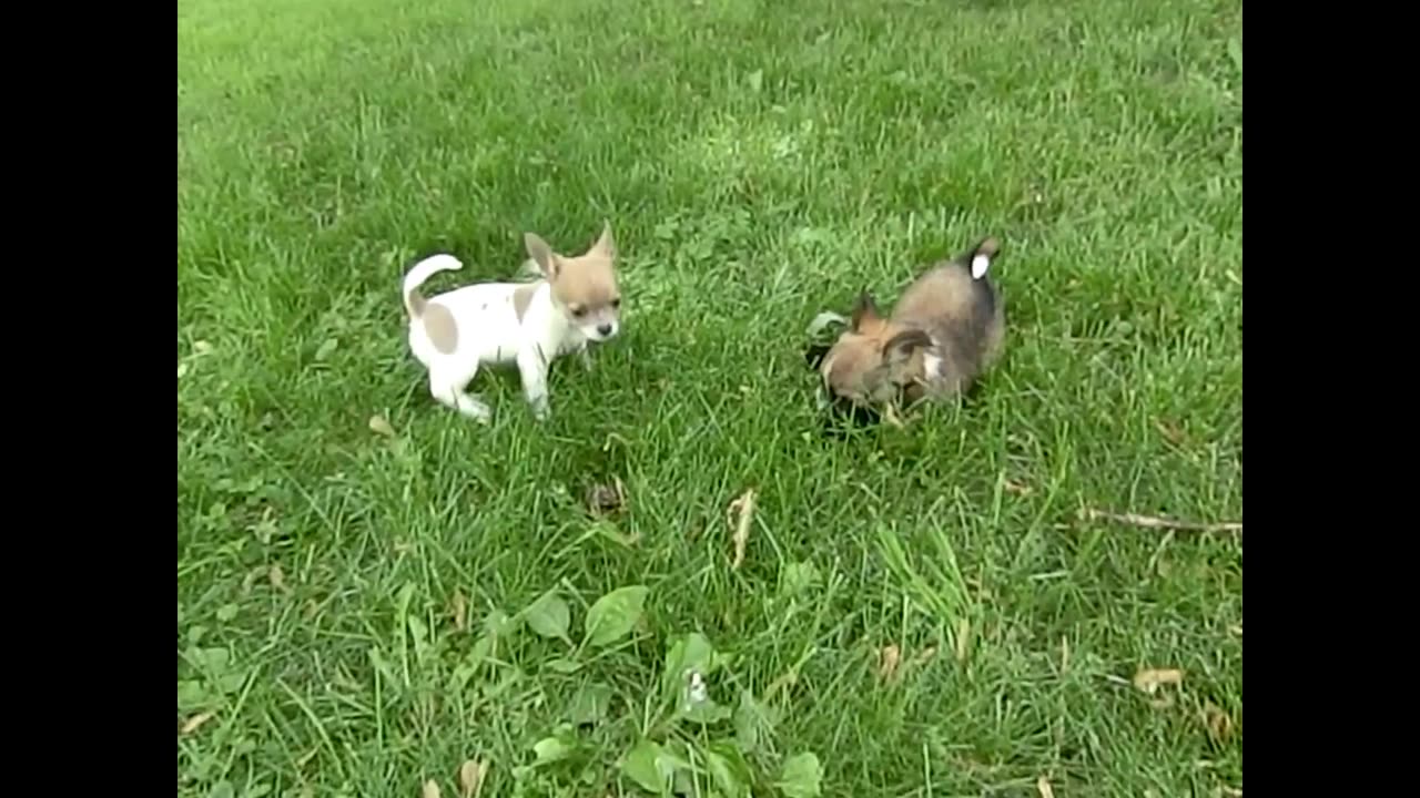 Puppies Fight