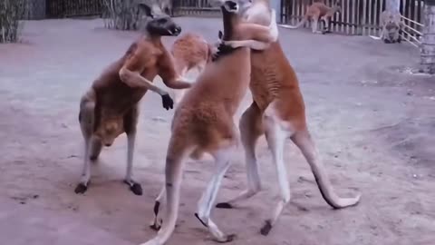 Funny Animal Videos | Comedy Animal Videos | Funny Dog Videos