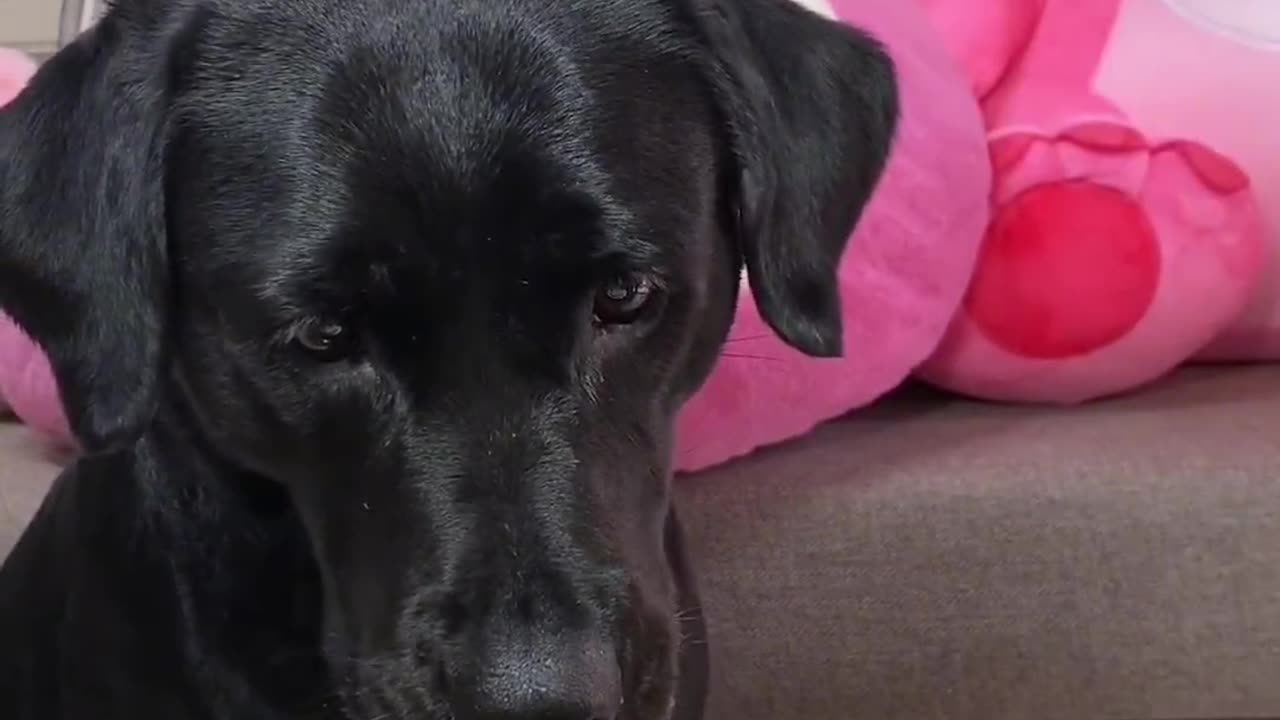 Puppy eats cold noodles 小狗吃冷面