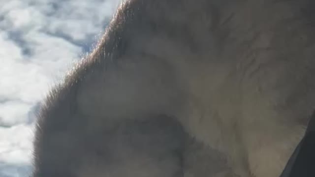 My Lion