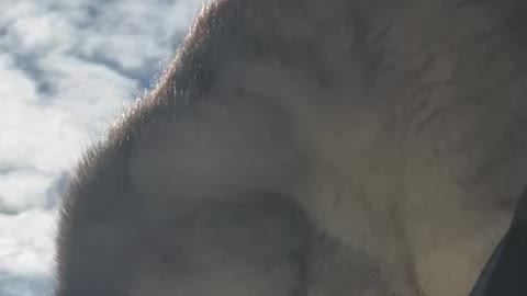My Lion