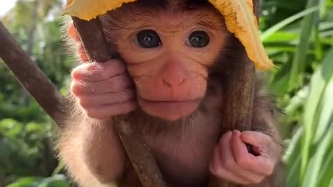 Monkey funny moments
