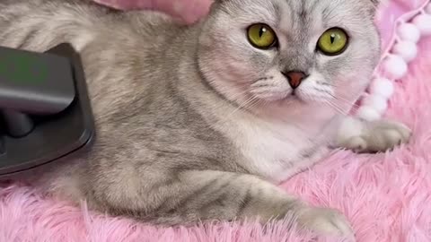 Cute and funny cat video.