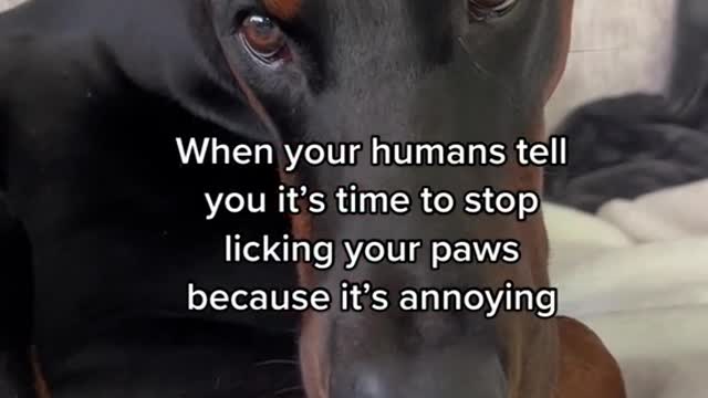When your humans tell you it's time to stop licking your paws because it'sannoying