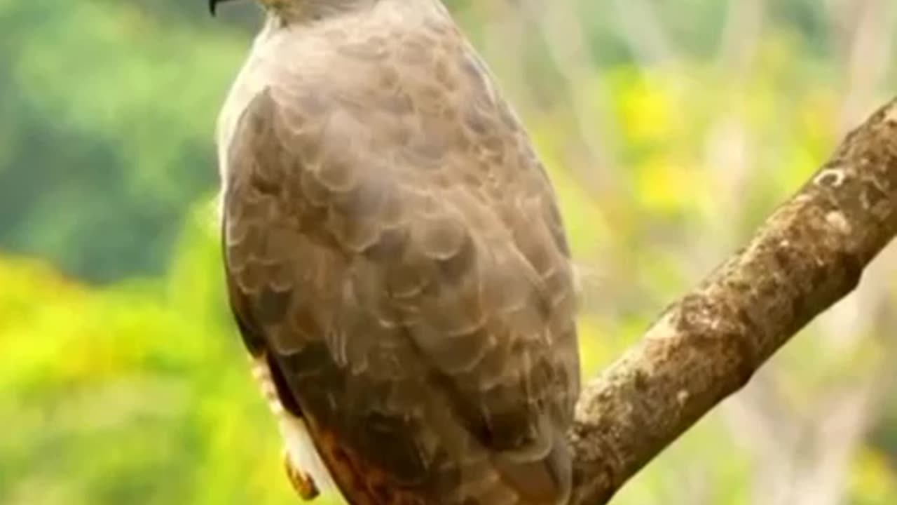 The head and upper body are grayish-brown, often with streaks on the face and eyebrows.