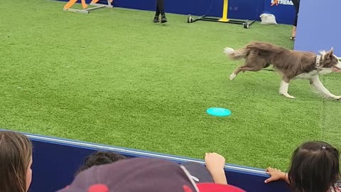 Frisbee Dogs Contest