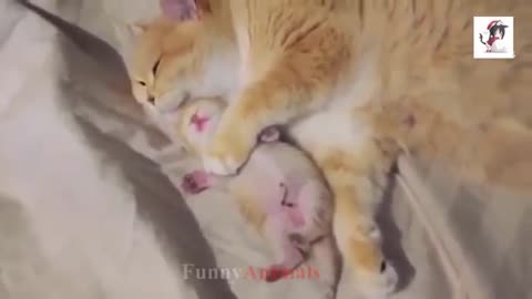 Mother cat and cute kittens