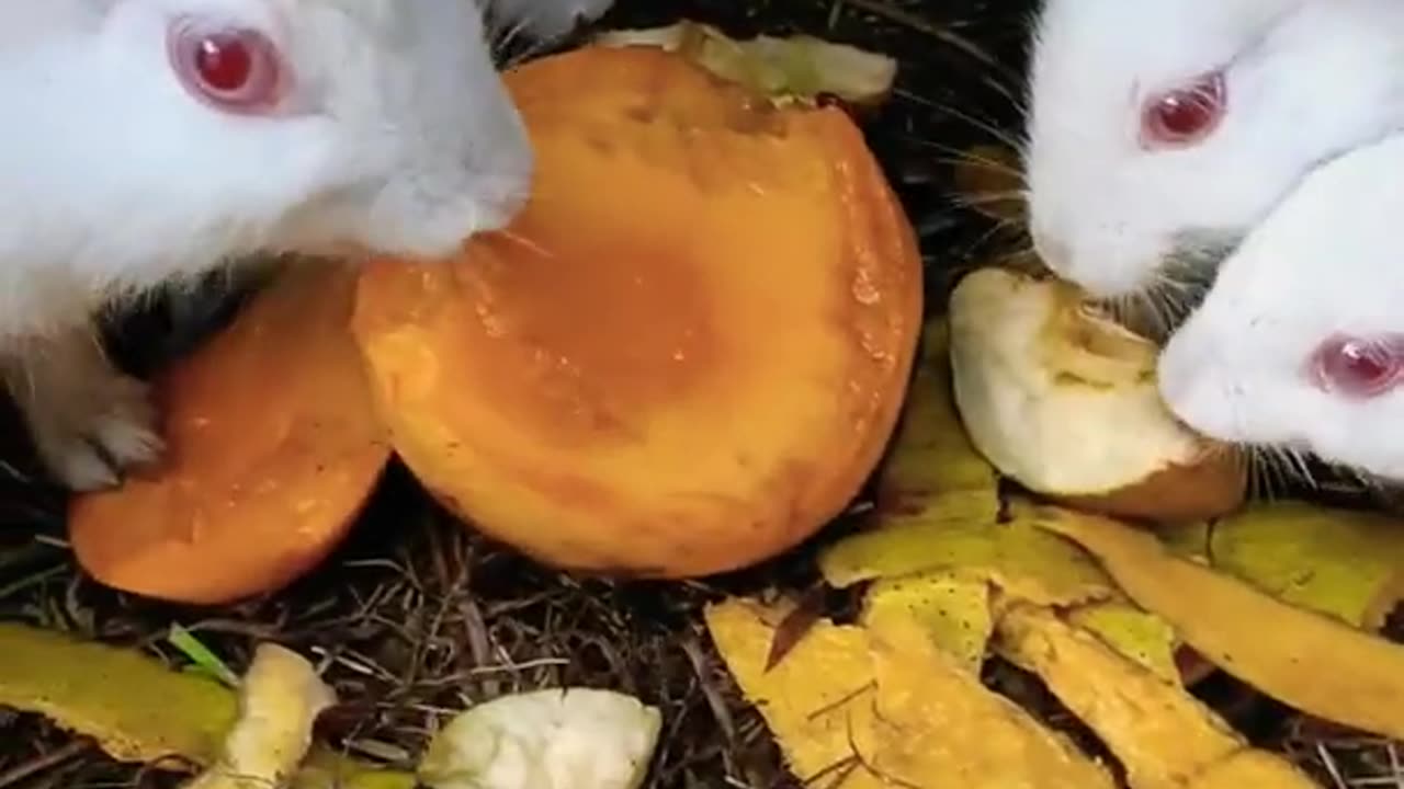 Cute Rabbit Family | Rabbit eating food