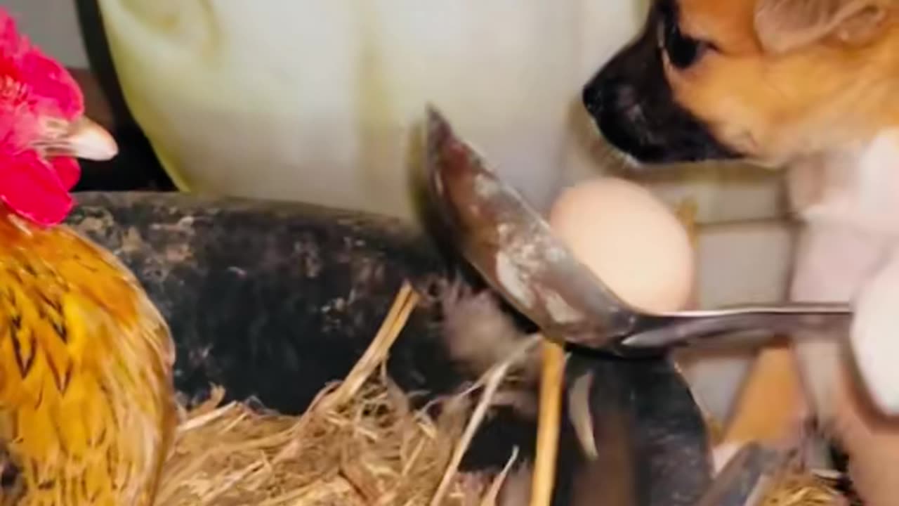 Funny Honey and dog || Dog and Hen