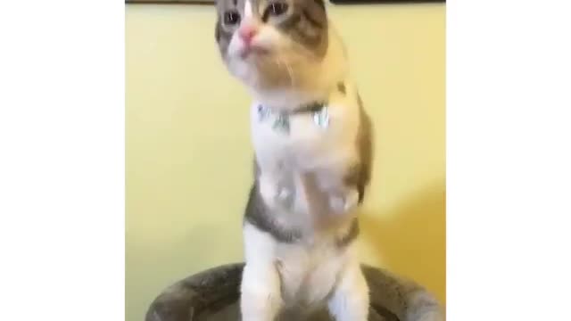 A cat standing up