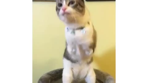 A cat standing up