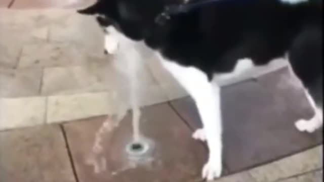 Husky's behavior makes me hard to understand~