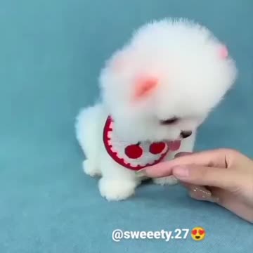 cat videos 💞💕| Cute 💞💕and Funny Cat | #cat#cats #catlover #catvideos.