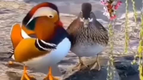 See the beauty of mandarin ducks