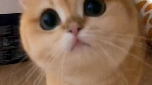 Cute cat video 😍😍