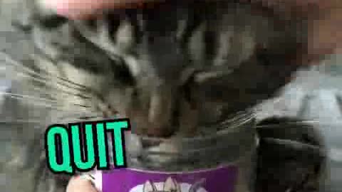 Cat crazyness.