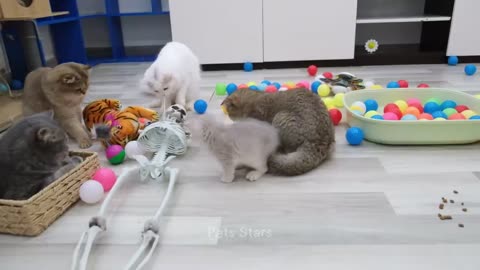 Funny Animals