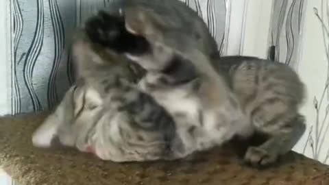 #FunnyAndCuteAnimalVideos #CatShorts #HappyCats #167 #FunnyAnimals