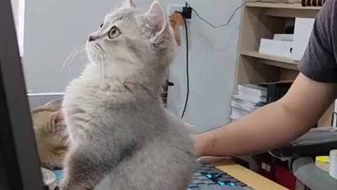 Cat funny video