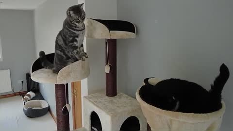 Cats & Kitten React To New Cat Tree