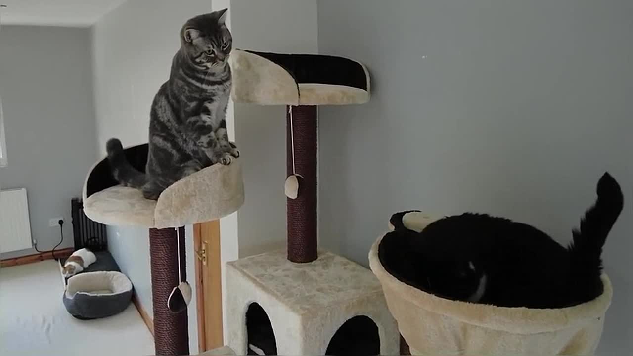 Cats & Kitten React To New Cat Tree